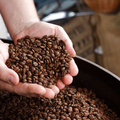 Hände halten frisch geröstete Kaffeebohnen über einer Rösttrommel – hochwertige, regionale Bohnen aus Bayern.